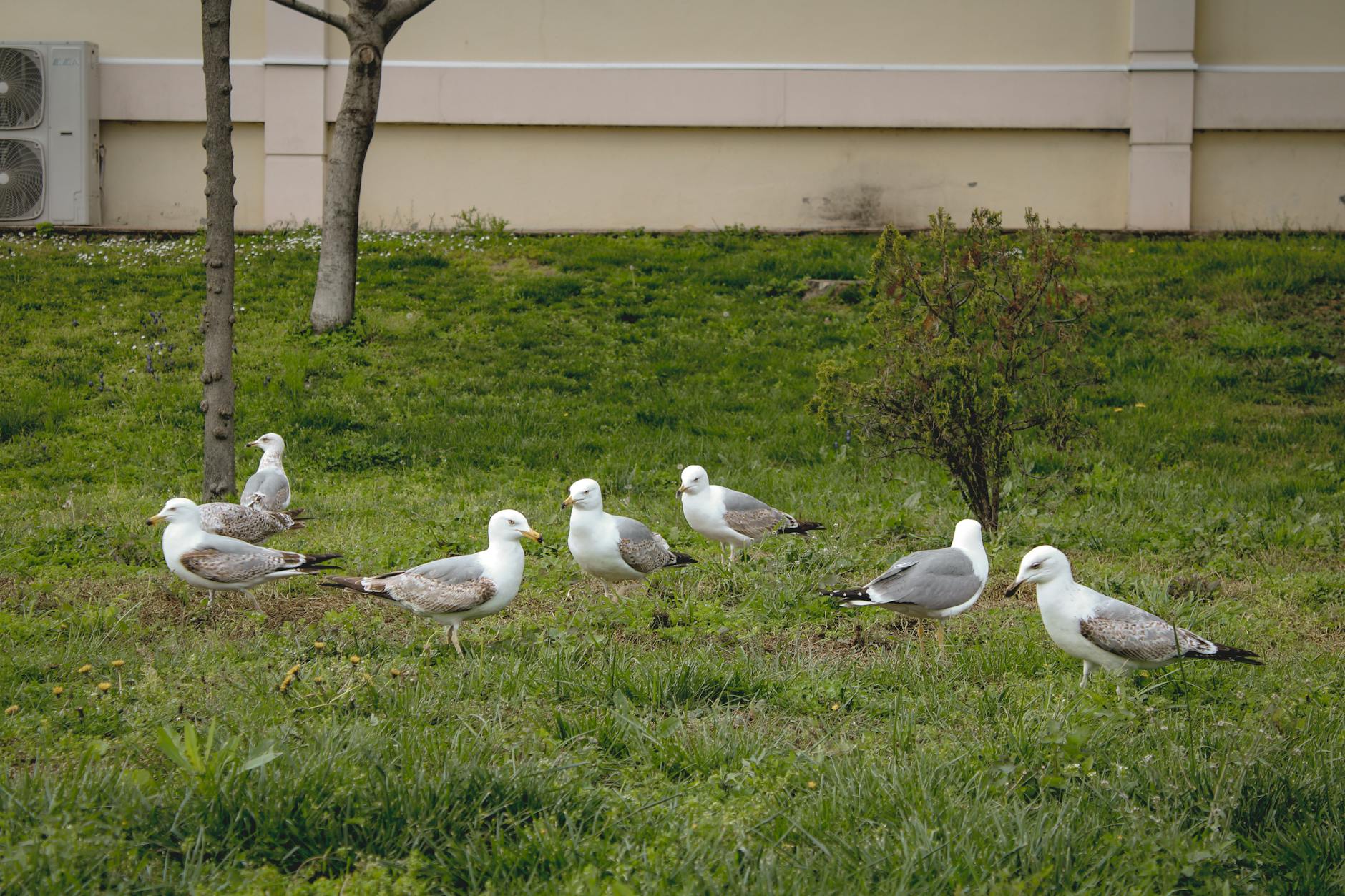 Common Pitfalls and Realistic Expectations for Focus Group Income