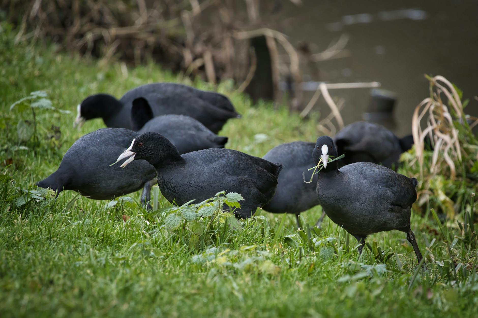 Common Pitfalls That Kill Your Focus Group Earnings