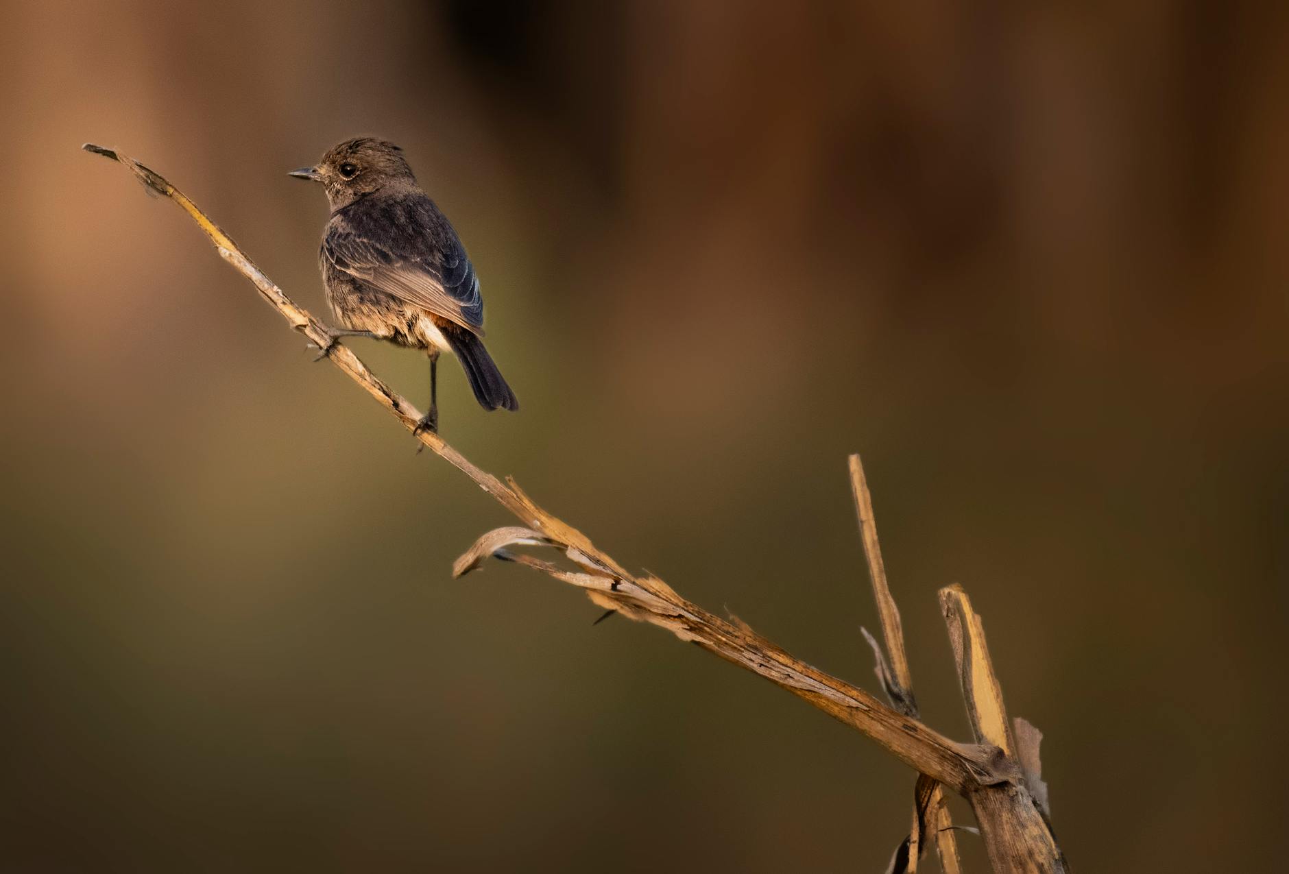 How Do Chat-Based Focus Groups Work, and What Do They Actually Pay?