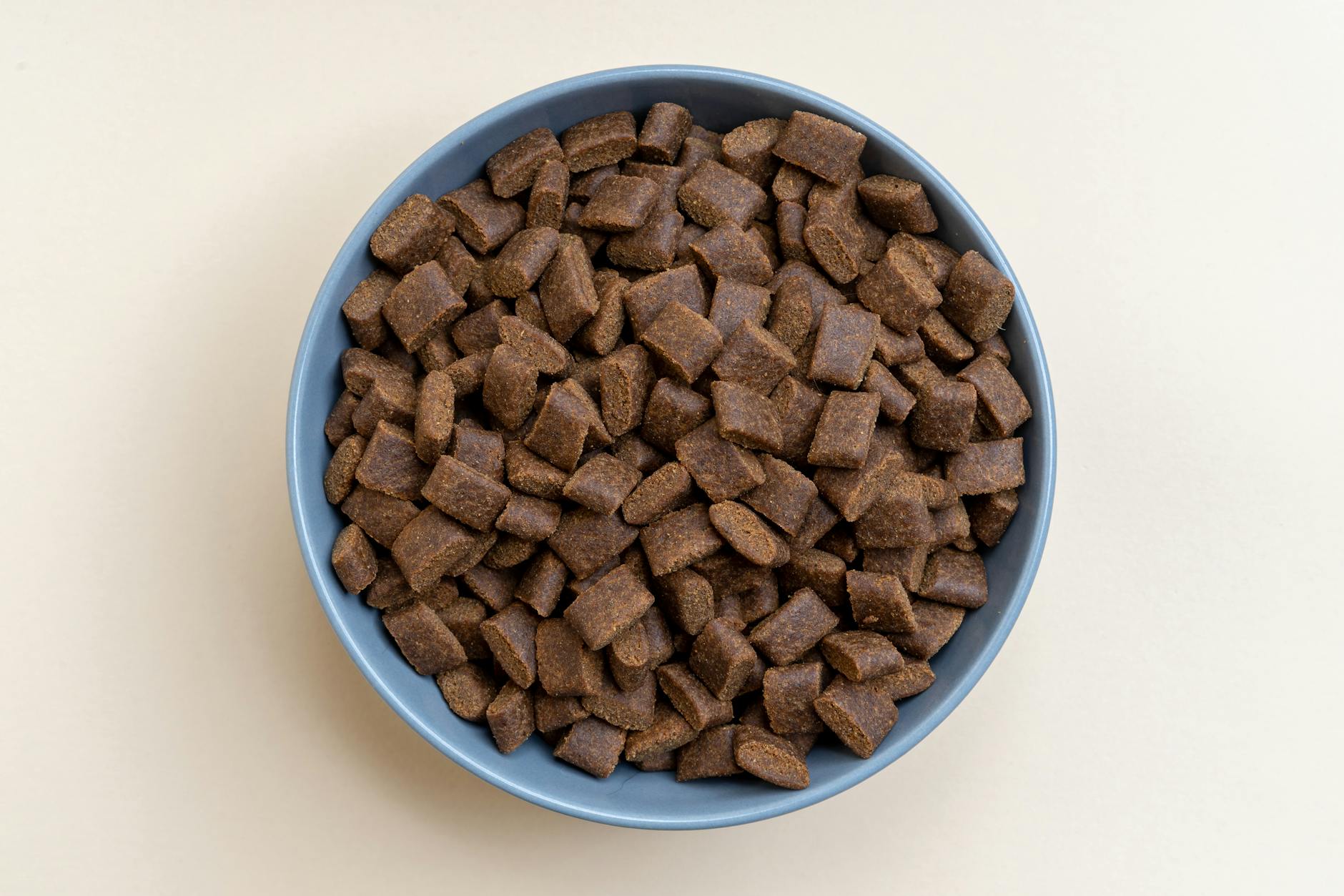 How Do Pet Food Taste Test Panels Work and What Do They Actually Pay?
