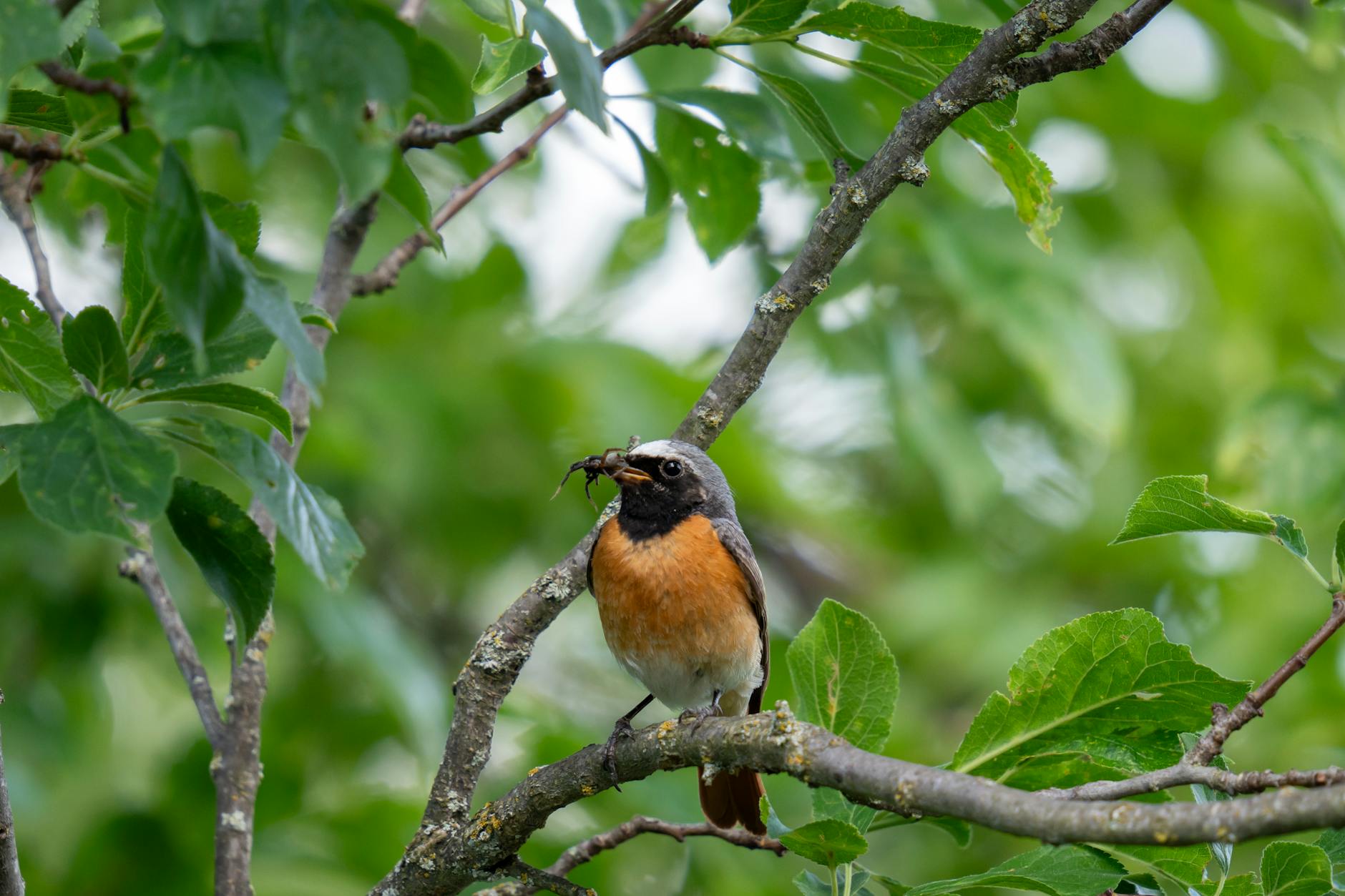 What Are the Most Common Focus Group Scams People Fall For?