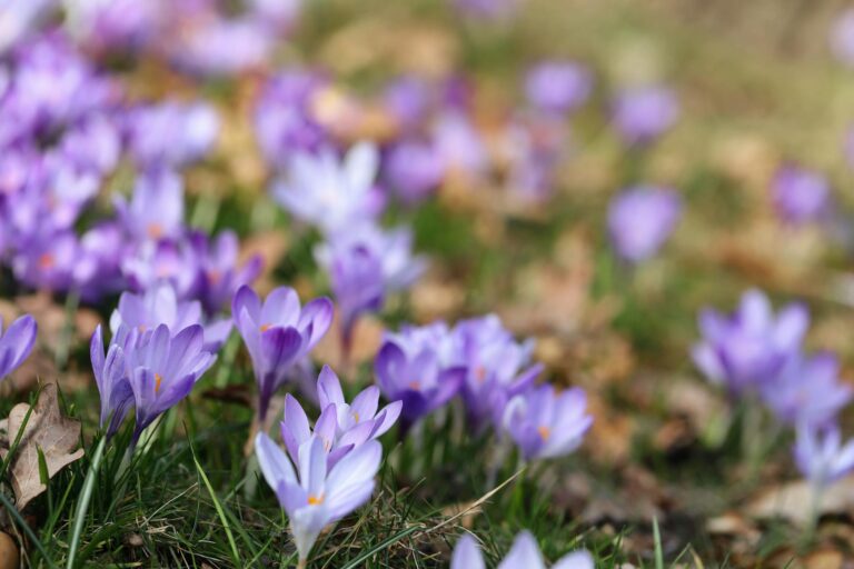 Spring 2026 Focus Groups Now Open — Highest Volume Hiring Season of the Year - Featured image