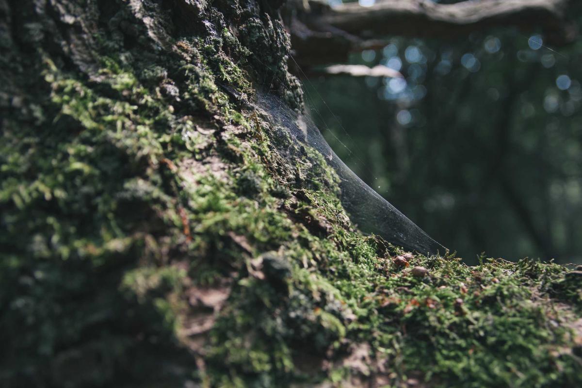 Finding Legitimate Focus Group Opportunities in Minnesota
