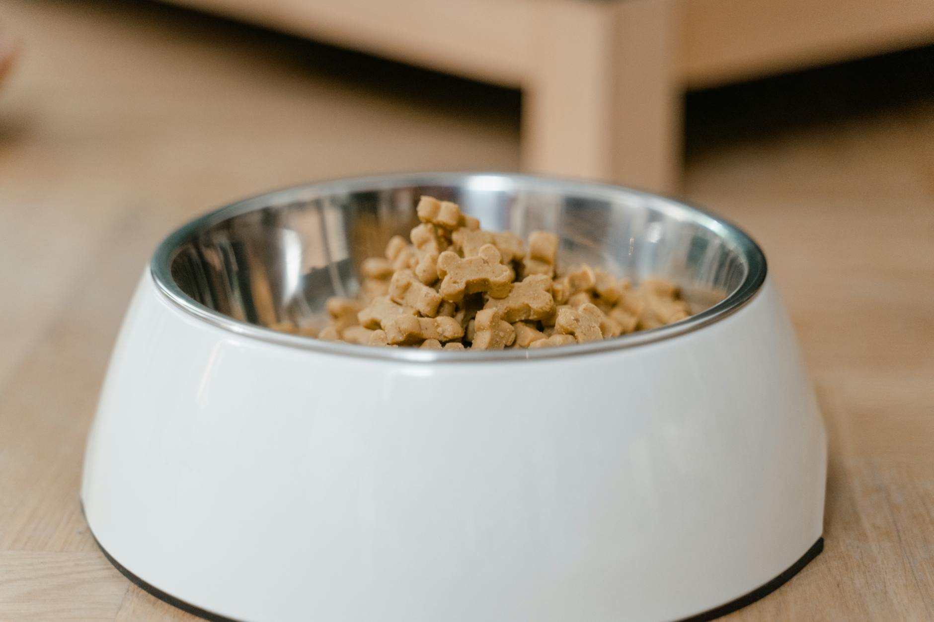 How Do Pet Treat Focus Groups Work and Who Conducts Them?