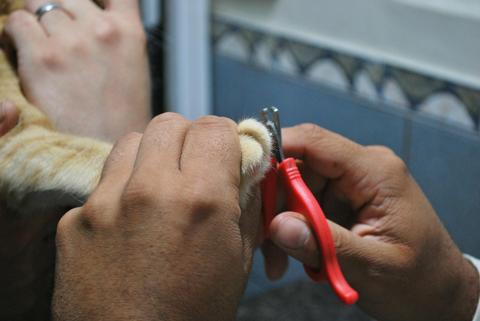 How Much Do Veterinarians Earn From Focus Groups and Product Studies?