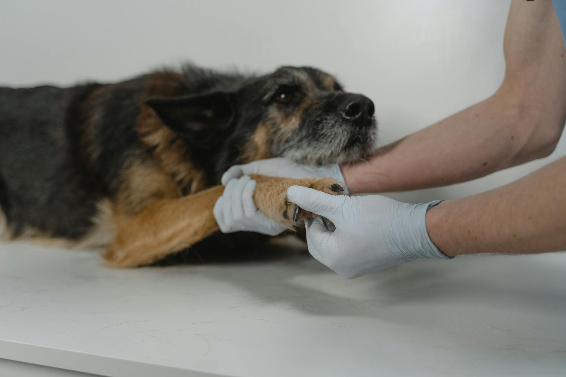 How Research Companies Find and Vet Executives