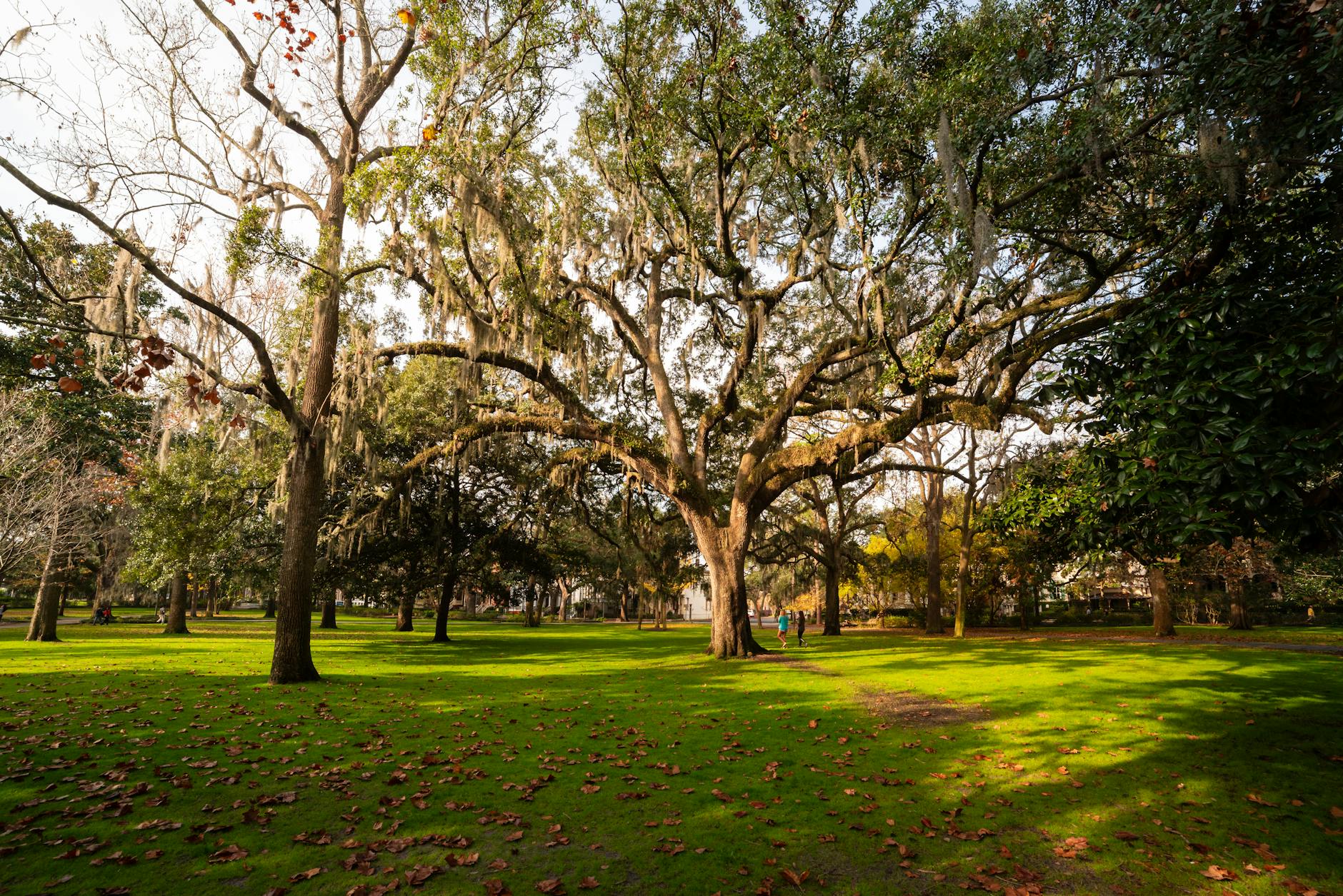 How to Find and Apply for Savannah Focus Group Opportunities