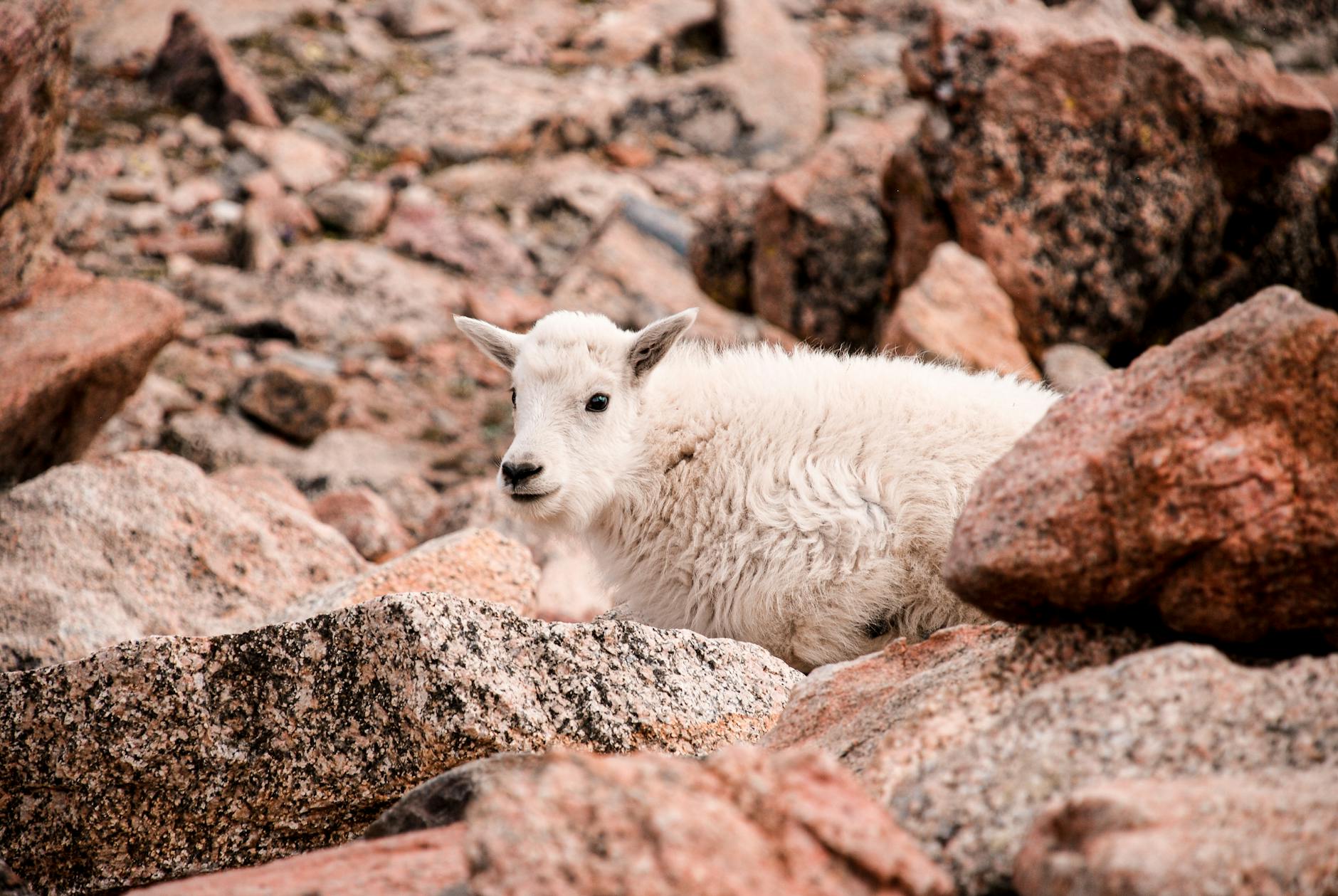 How to Participate in Denver and Boulder Focus Groups