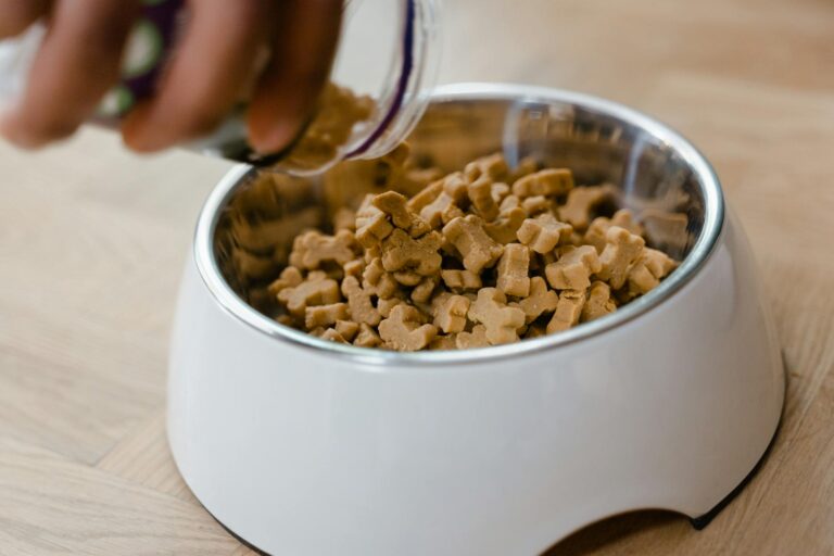 Pet Treat Focus Groups — $75-$175 Dog and Cat Snack Testing - Featured image