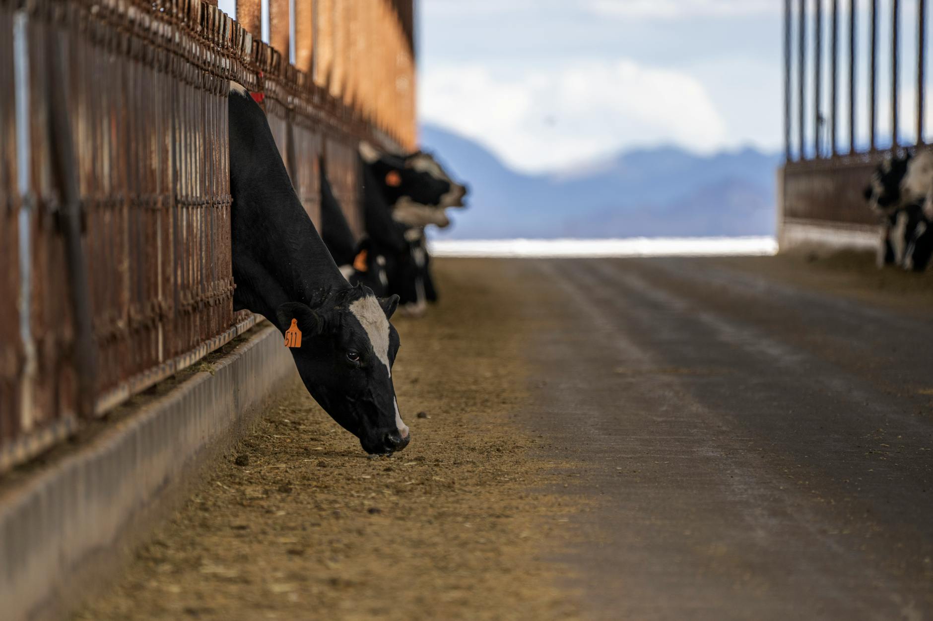 Real Opportunities: Denver Dairy Study and Ongoing Probiotic Research