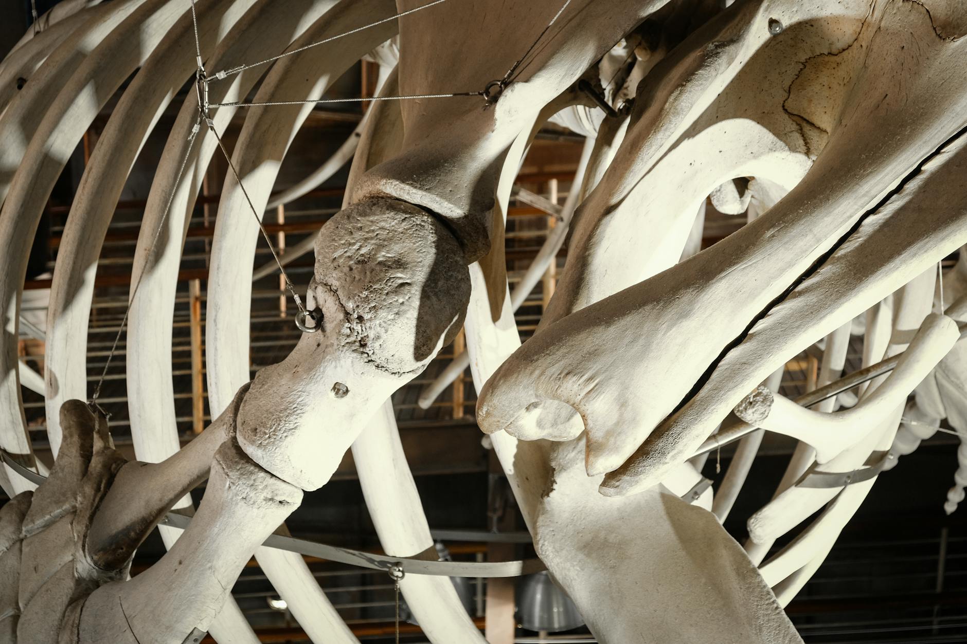 Where Can You Find Bone Health Focus Groups and Paid Osteoporosis Studies?