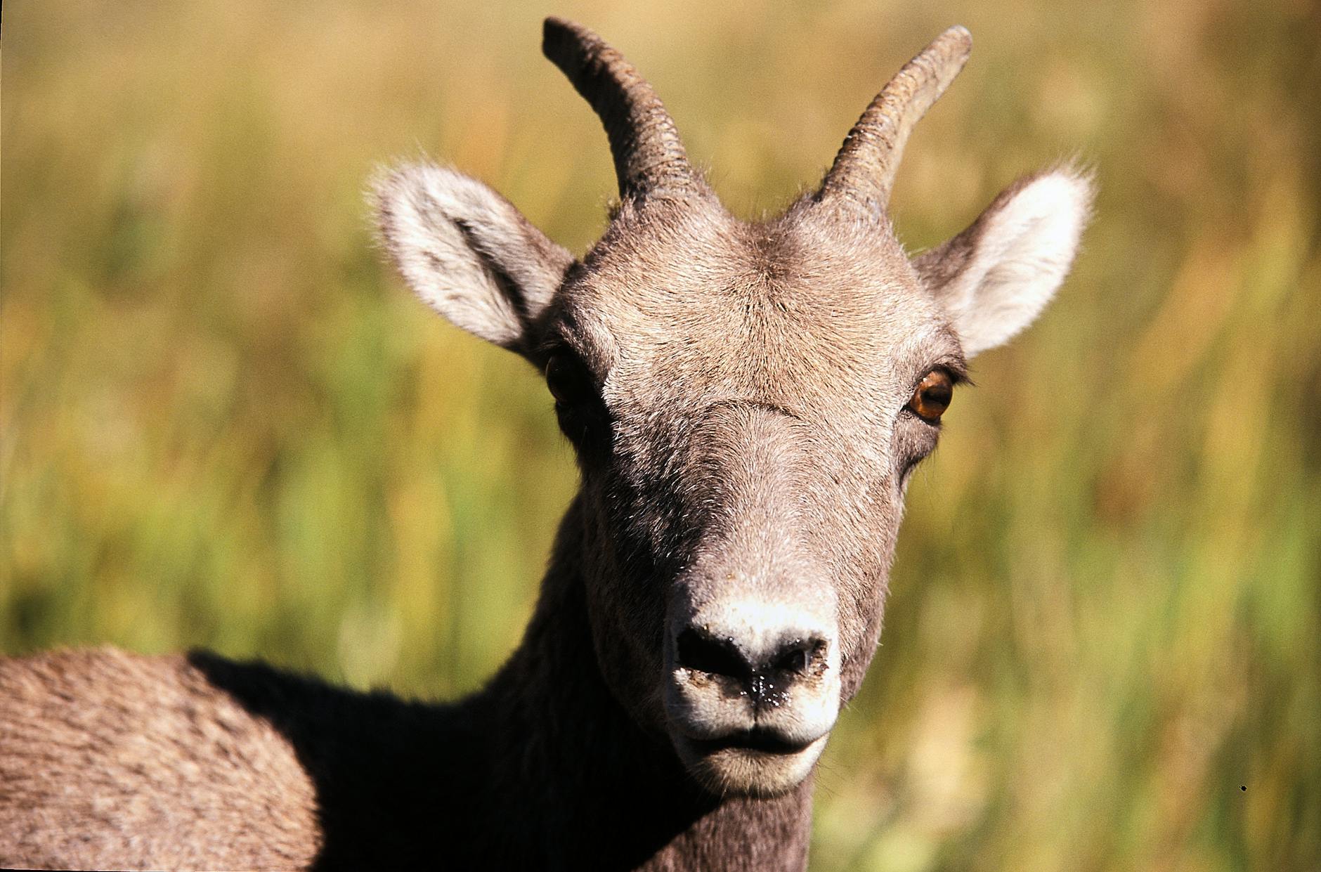 Why Wyoming Focus Groups on Energy and Tourism Pay Consistent Rates