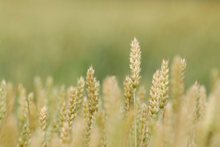 Aldi Wheat Beer Goes Head-to-Head Against Premium Brands in Blind Tasting - Featured image